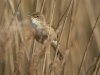 Reed Warbler at Wat Tyler Country Park (Steve Arlow) (143724 bytes) Reed Warbler at Wat Tyler Country Park (Steve Arlow) (143724 bytes)